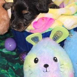 Rumi - Black and tan male Dachshund puppy in Florence, Mississippi from Rosies Doxies and Poodles CKC