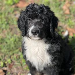 American Eskimo Dog and Bernedoodle Puppies from Shadow Kennels