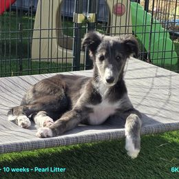 6K - Seal male Silken Windhound puppy in Hanna, Oklahoma from Daybreak Silken Windhounds