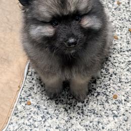 Green Boy - Black and silver male Keeshond puppy in Fayetteville, Tennessee from Erbekees-Keeshonden