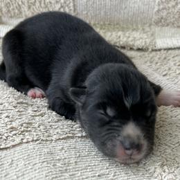 Mia - Black and white female Siberian Husky puppy in Union Grove, Alabama from Southern Siberian Life