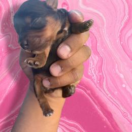 Pink - Black and tan female Yorkshire Terrier puppy in Pomona, California from Lunio's Yorkies