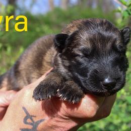 Lyra - Sable female German Shepherd puppy in New York from Spitze German Shepherds