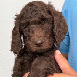 Purpple - Chocolate female Labradoodle puppy in Chula Vista, California from Coastal Cocoa Labradoodle