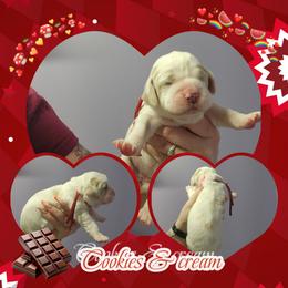 Cookies and Cream - Lemon and white female English Springer Spaniel puppy in Westover, Maryland from Sterling's springer Haven