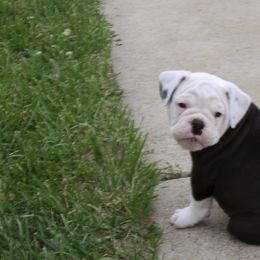 Olde English Bulldogge Puppies from Gingersnaps Bullies