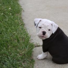 Olde English Bulldogge Puppies from Gingersnaps Bullies