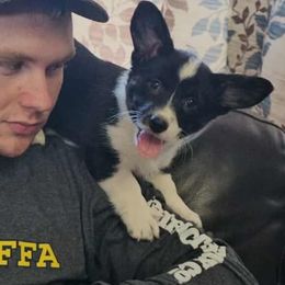 Jade - Black and white Cardigan Welsh Corgi puppy in Myton, Utah from Cardigan Corgi Cuties 💓