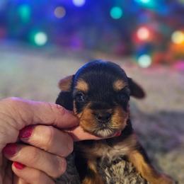 Pup 2 - Black and tan female Yorkshire Terrier puppy in Polk City, Florida from Yorkies by Casey