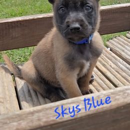 Skys Blue - Mahogany male Belgian Malinois puppy in Berry, Alabama from North River k9