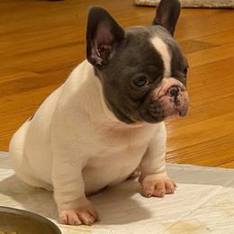 Pied boy 2 spot on back - Blue male French Bulldog puppy in Pennsylvania from R & C French Bulldogs