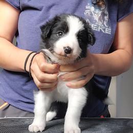 Trinket - Black and white female Border Collie puppy in Ocala, Florida from Oddity Kennels
