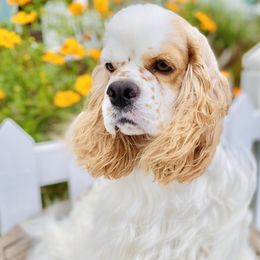 Juno - Cocker Spaniel