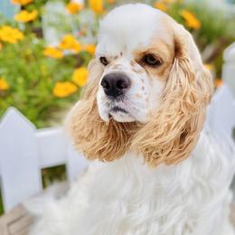 Juno - Cocker Spaniel