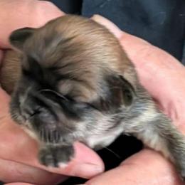 Kissy - Brown female Lhasa Apso puppy in Fort Worth, Texas from Cynthia's Lhasa Apsos