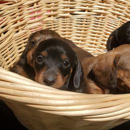 Dachshunds from Santa Rita Doxies