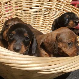 Dachshunds from Santa Rita Doxies