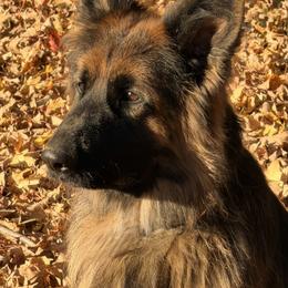 Maya - German Shepherd
