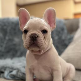 Stuart - White male Bulldog puppy in Clever, Missouri from Crystals Bulldog Bungalow