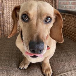 Dachshunds from Trinity Farm