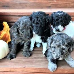 Goldendoodle Puppies from Ohio Down Home Doodles