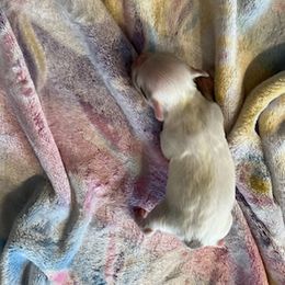 Chihuahua Puppies from Hawk's Eye Homestead