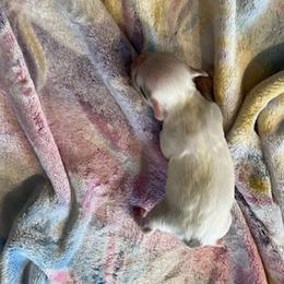 Chihuahua Puppies from Hawk's Eye Homestead