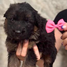 Isla - Black and red female German Shepherd puppy in Canton, Texas from WILDWOOD GERMAN SHEPHERDS