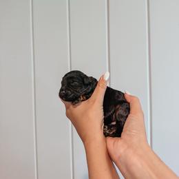 Beau - Black phantom male Aussiedoodle puppy in Tryon, North Carolina from Melrose Mountain Farm