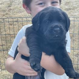 Green Collar - Black male Labrador Retriever puppy in Hutto, Texas from Texas Bluebonnet Labs