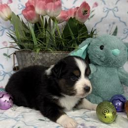 Boy 3 - male Miniature American Shepherd puppy in Kalama, Washington from Lone Pine Miniature American Shepherds