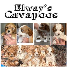 Cavapoo Puppies from Elway’s Cavapoo’s