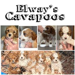 Cavapoo Puppies from Elway’s Cavapoo’s