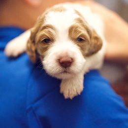 Australian Labradoodle Puppies from Maple Lane Australian Labradoodles