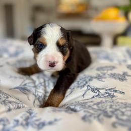 Blue - Tri-color male Bernedoodle puppy in Indiahoma, Oklahoma from Farm Fresh Doodles