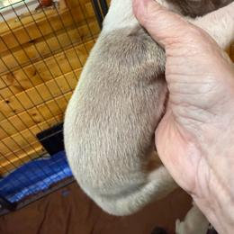 Lilac Mantle - Silver female Great Dane puppy in Greenville, South Carolina from Allen’s Ridge Ranch