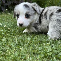 Chicago - Red merle and white female Cardigan Welsh Corgi puppy in Clio, Michigan from Old Oak Cardigans