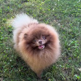 Piccolo - Pomeranian