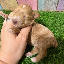 Merlot - Wheaten female Miniature Schnauzer puppy in Lufkin, Texas from C&K’s Schnauzer House