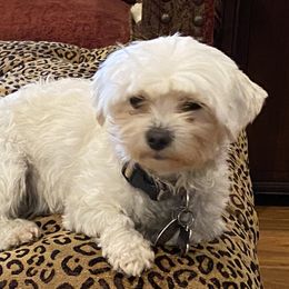 Wini - Maltipoo