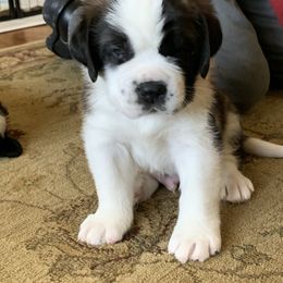 Saint Bernard Puppies from Avant-Gard Saint Bernards