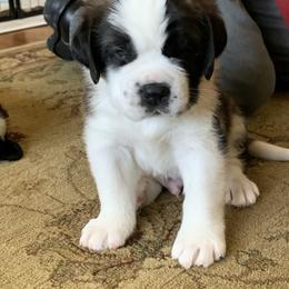 Saint Bernard Puppies from Avant-Gard Saint Bernards