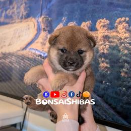 MARU - Red male Shiba Inu puppy in Minnesota from BonsaiShibas