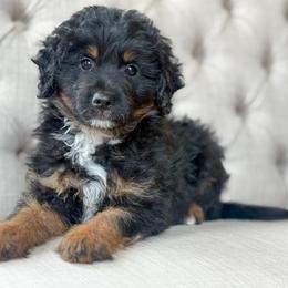 Stetson - Black phantom male Aussiedoodle puppy in Granbury, Texas from Triple Cross Doodles