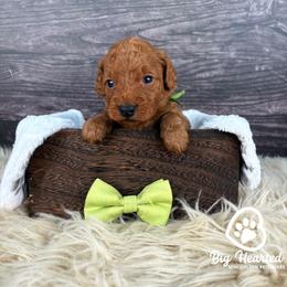 Peely - Sable male Goldendoodle puppy in Utah County, Utah from Big Hearted Breeders