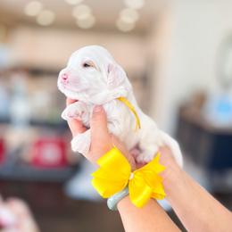 Gil - Cream male Goldendoodle puppy in Ontario, California from Teddy Doodles & Standard Poodles