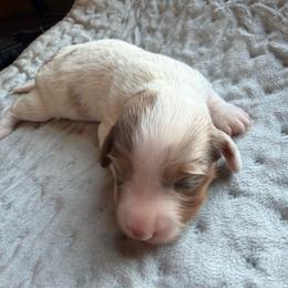 Long hair Dapple pie female - Dapple female Dachshund puppy in Woodward, Oklahoma from Wiener Dreams Dachshunds