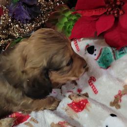 Dachshund Puppies from CLARK'S BREEDING PROGRAM