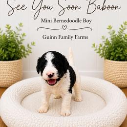 See You Soon Baboon - Tri-color male Bernedoodle puppy in Grove, Oklahoma from Guinn Family Farms