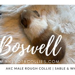 Boswell - Sable and white male Collie puppy in Plato, Minnesota from Minnesota Collies